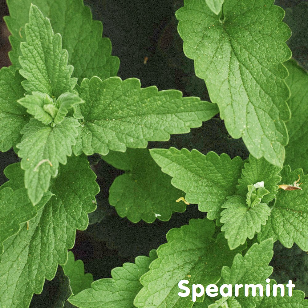 Tinh dầu Bạc hà lục Spearmint Essential Oil (Green Mint)