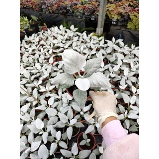 Cây thiên thần tuyết