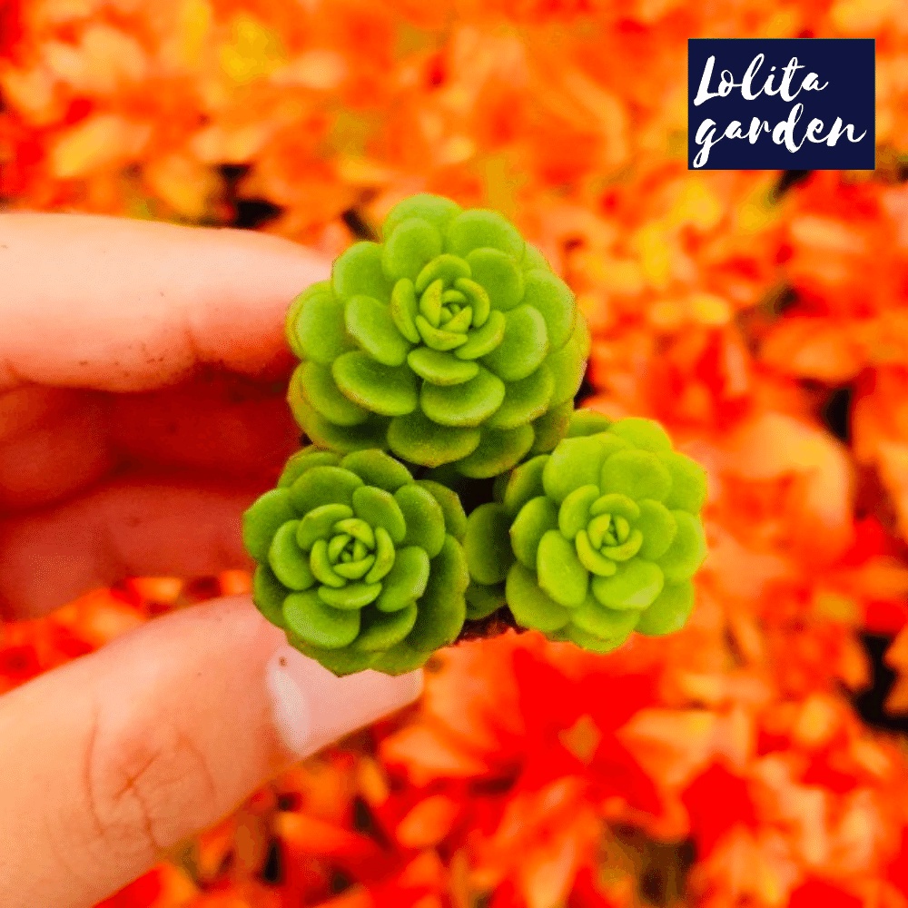 Sen đá sedum hoa hồng xanh Đà Lạt size mini cây cảnh trang trí nhà cửa Lolita garden