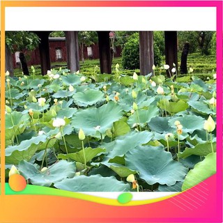 Hạt Giống Hoa Sen Trắng - [ Tặng bộ dụng cụ làm vườn Mini 3 món ] VIETGAR
