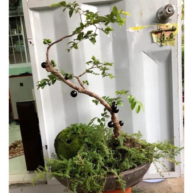 Cây nho thân gỗ tứ quý lá nhỏ chơi bonsai (ảnh thật số 2)