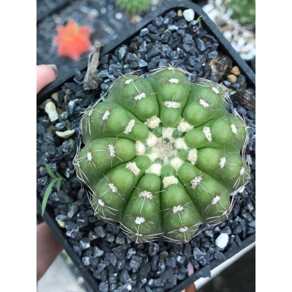 Xương Rồng Noto - Hoa Tím - Size chậu 9cm