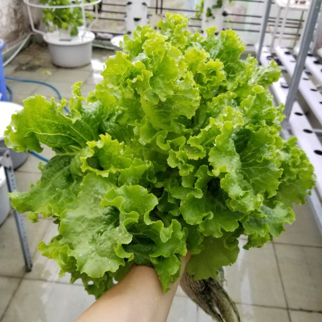 Hũ 1gr (~1000 hạt) xà lách nhập Mỹ hạt trần Green Crispy chịu nhiệt tốt