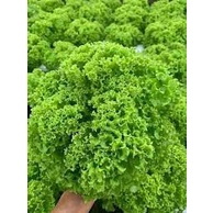 #Hạt_giống_xà lách_xoăn