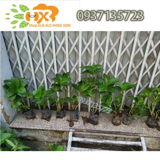 COMBO 5 CÂY GIỐNG CẨM TÚ CẦU