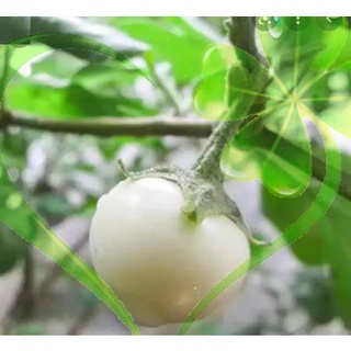 Hạt giống cà pháo trắng trái lớn - Gói 1g