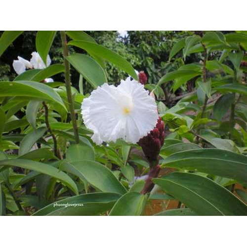 cây mía dò ( củ cát lồi) tươi 500g