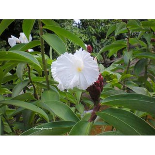 cây mía dò ( củ cát lồi) tươi 500g
