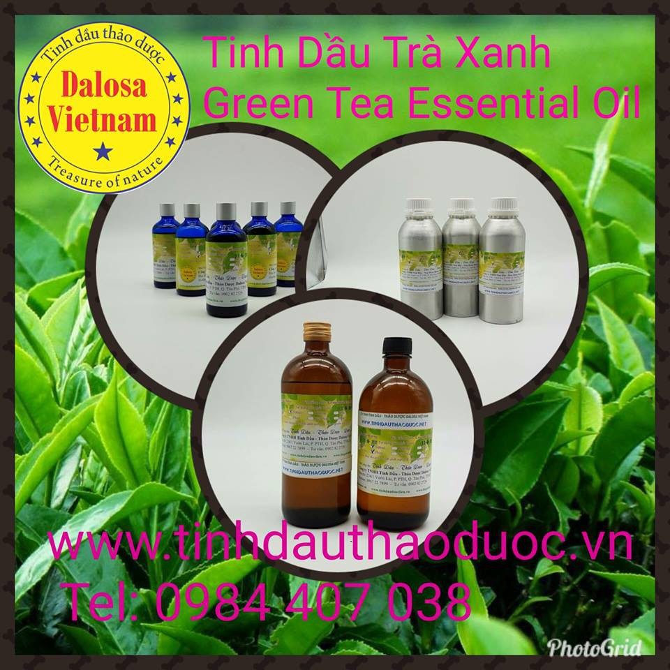 TINH DẦU TRÀ XANH - GREEN TEA OIL 50ML, 100ML