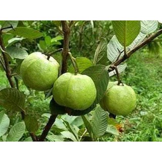 Cây giống ổi không hạt