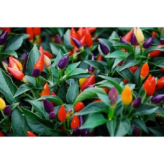 30 hạt giống ớt ngũ sắc