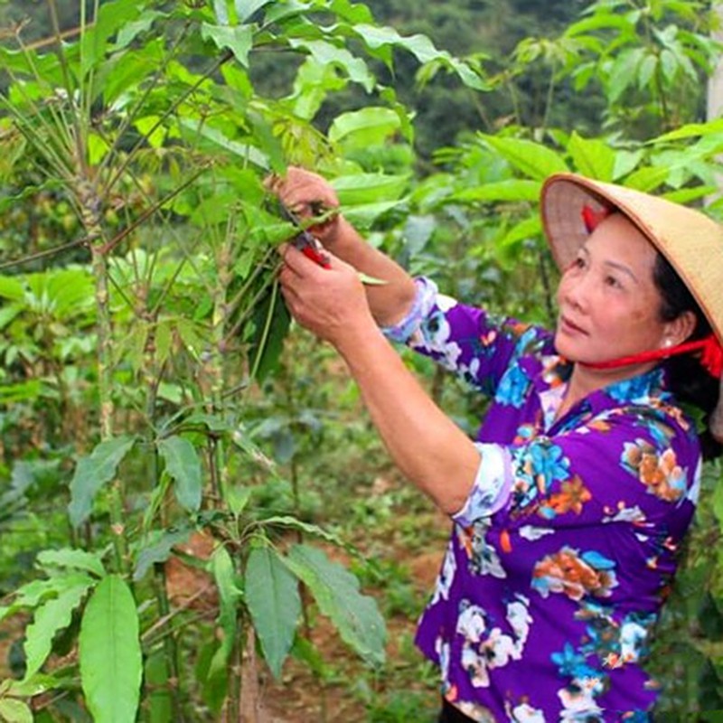 Giống cây Lá Đắng, Cây Lá Lằng, Lá Chân Chim Đặc Sản Thanh Hóa - Cây đẹp cao 40-50cm, Bầu đất lớn 1kg