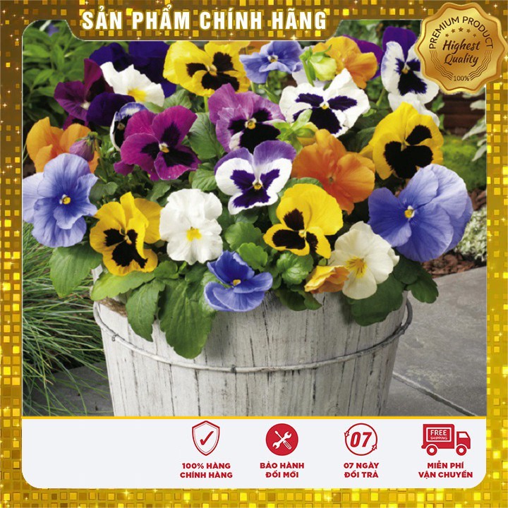 Hạt giống HOA BƯỚM PANSY mix nhiều màu