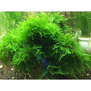 Rêu thuỷ sinh Java Moss vỉ 10x10cm