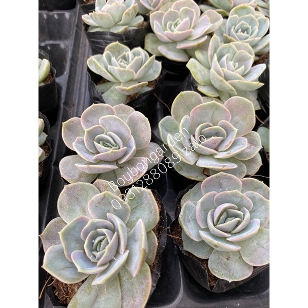 cây sen đá lola tím(echeveria surprise)