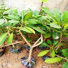 CÂY HOA ĐẠI TRẮNG