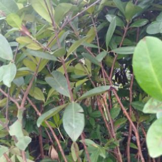 Cây cherry Brazil lớn