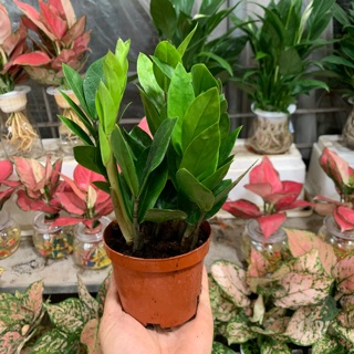 Cây kim tiền(size để bàn)