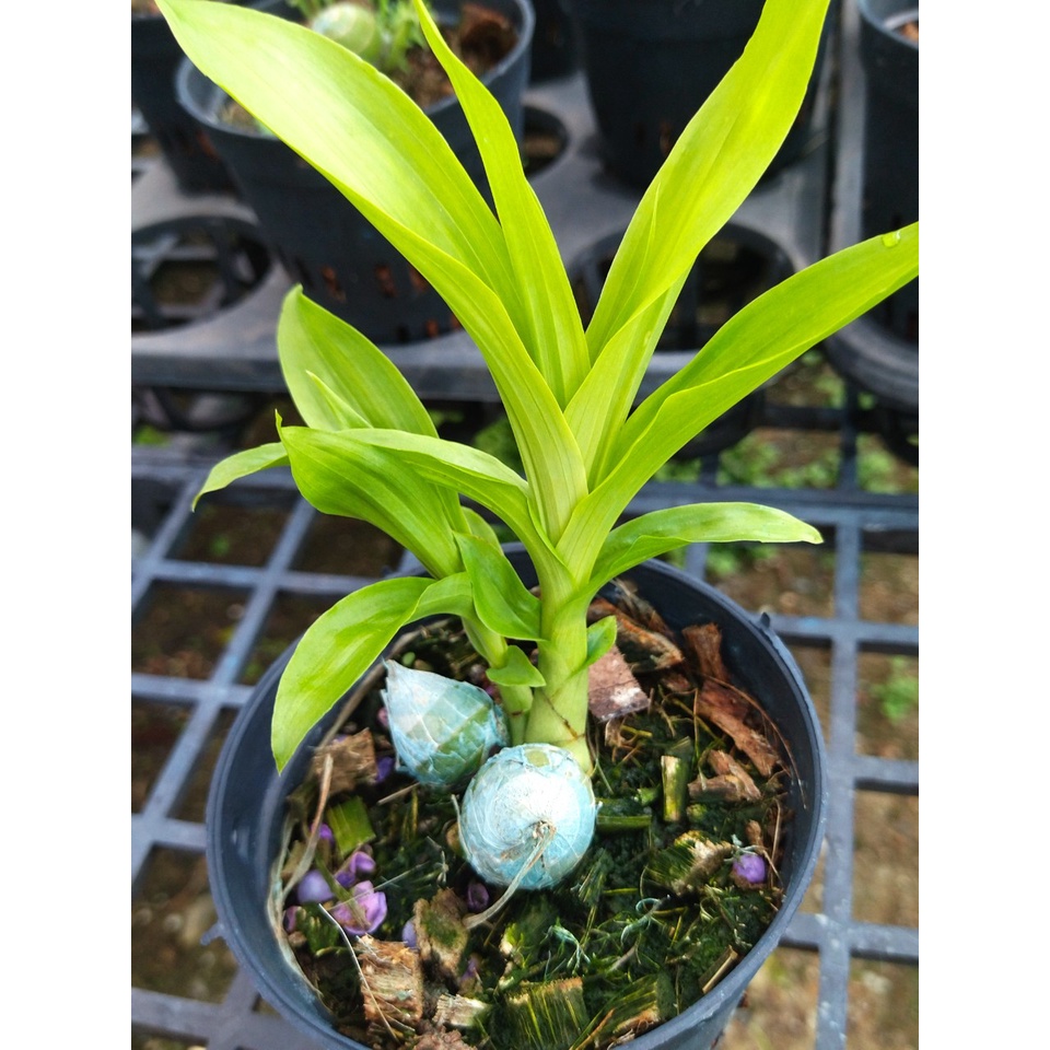 HOA LAN Thiên Nga Cây Trung Đủ Màu Chậu Size 12 - MAI HUY - MSP 2524 - CÂY KHỎE ĐẸP - DỄ CHĂM - DỄ HOA - CÂY SIÊU RẺ
