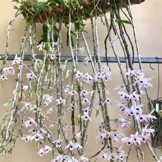 Lan rừng ý ngọc