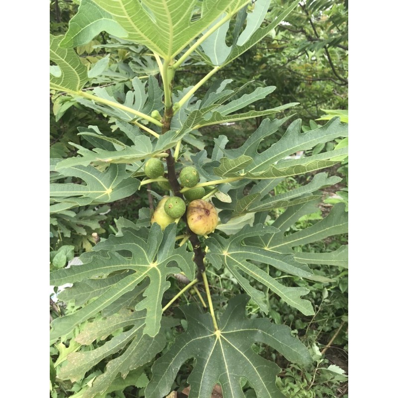 Sung mỹ brunh swich