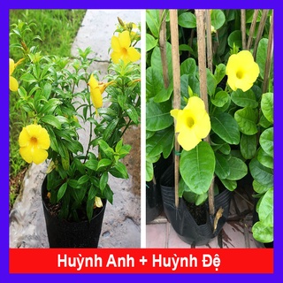 Combo cây huỳnh anh + cây huỳnh đệ