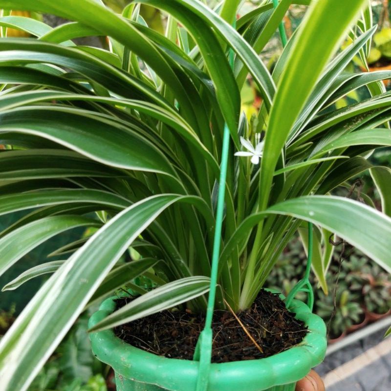 Cỏ Lan Chi chậu mini
