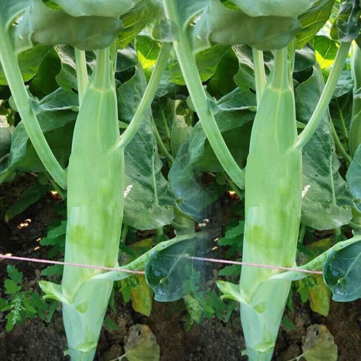 Gói 5gram hạt giống rau cải làn hoa trắng