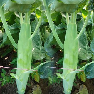 Gói 5gram hạt giống rau cải làn hoa trắng