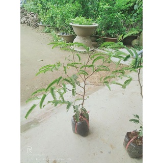 cây me thái bịch 9