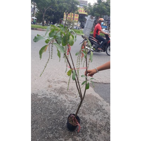 Cây lộc vừng hoa đỏ siêu bông cao 90-1m