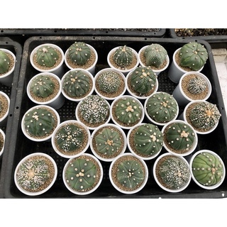 xương rồng aster (cây gieo hạt)