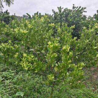 Phân bón vi lượng - Áo giáp kẽm Canxi