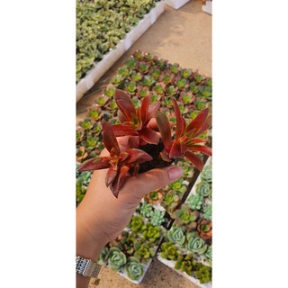 Combo 10 Cây Sen Đá Mini Đủ Loại Siêu Đẹp❤️❤️