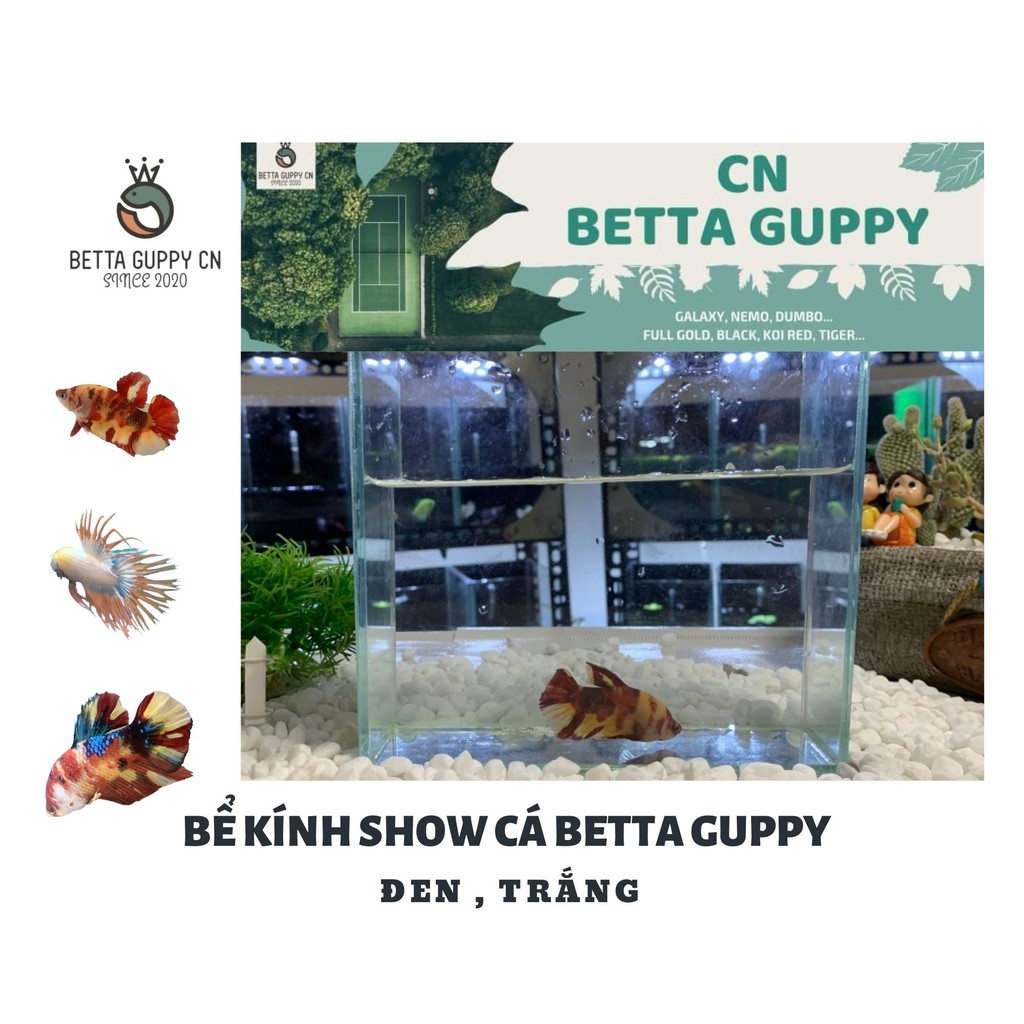 HỒ SHOW CÁ BETTA GUPPY CN