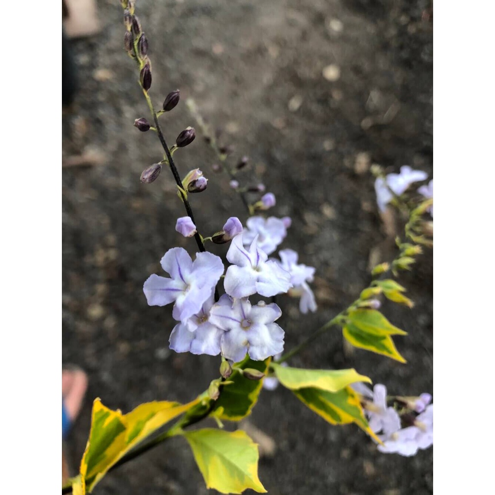 Cây Duranta repens Golden Edge  chậu nhựa