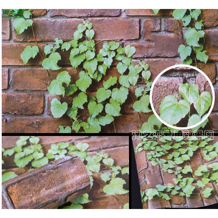 Decal giấy dán tường dây leo đá xám (khổ rộng 0.45m)