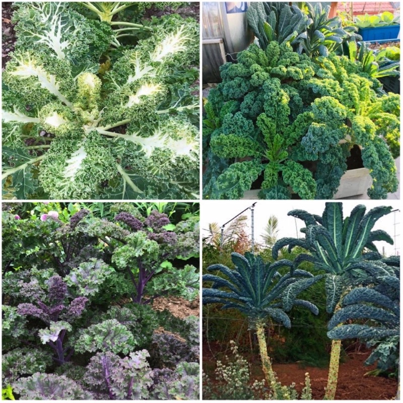 Hạt giống cải kale xoăn xanh/kale xoăn tím/kale khủng long/kale thuỷ tinh cao sản F1