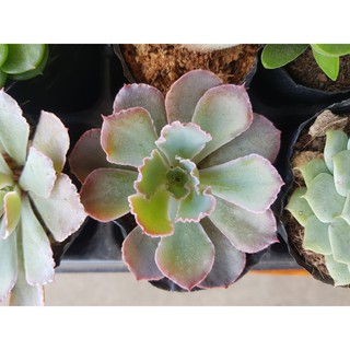 Sen đá bắp cải tím - Echeveria ‘Neon Breakers’ (Đọc mô tả)