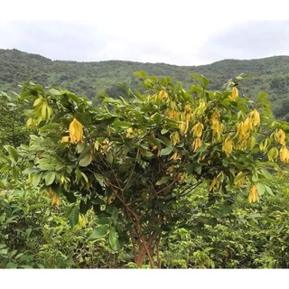 Cây dẻ ta đang hoa cao 60-70cm