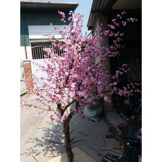 hoa anh đào cành 5 nhánh