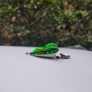 Nhái hơi Sóc Dưa (chuyên bắt bú bình)