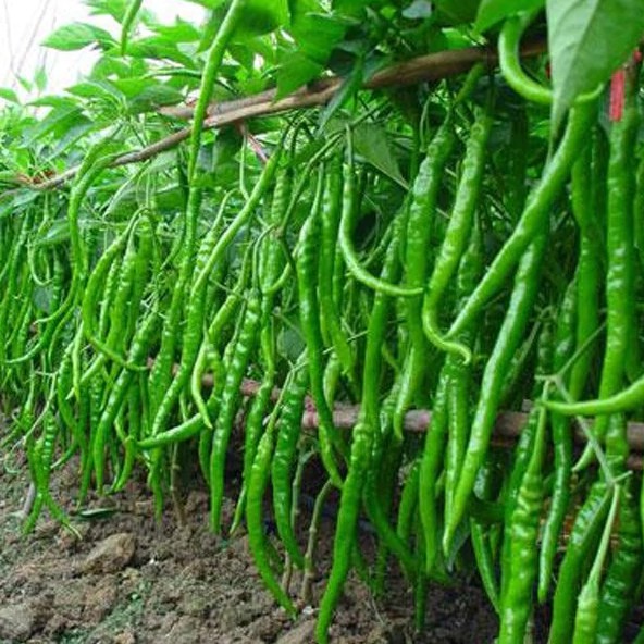 Gói 20 Hạt Giống Ớt Trái Dài Hàn Quốc Giống Mới Chịu Nhiệt 4 Mùa