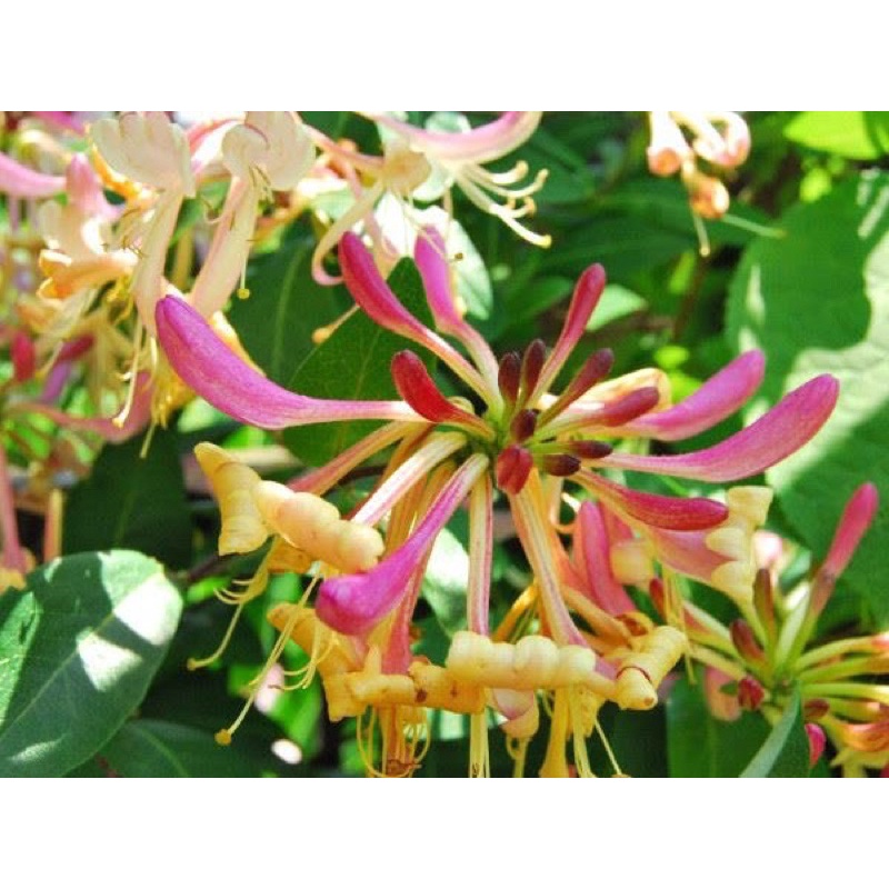 Kem bôi Mình Hùng