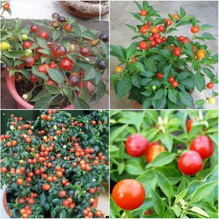Hạt giống Ớt kiểng tròn - 1 gói 30 hạt