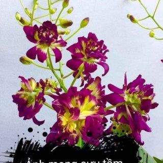 Denro hoa hồng đỏ cây giống