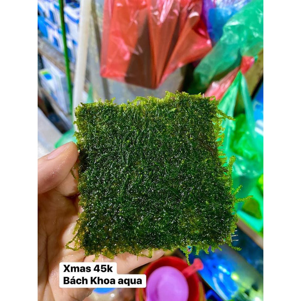 Rêu Xmas cho bể thủy sinh