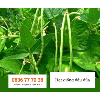 Hật giống đậu đũa leo hạt đen 10gr - hatgiong24h