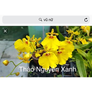 Vũ Nữ Damsay Hoa Vàng - Cây Trưởng Thành - Không Chậu