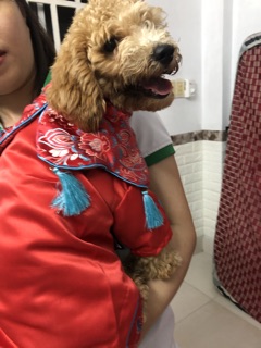 VÁY TẾT THÊU CHO BÉ THÚ CƯNG